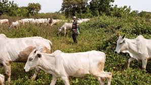 Over 2,800 Lives Lost in Herders–Farmers Clashes Despite Anti-Open Grazing Laws